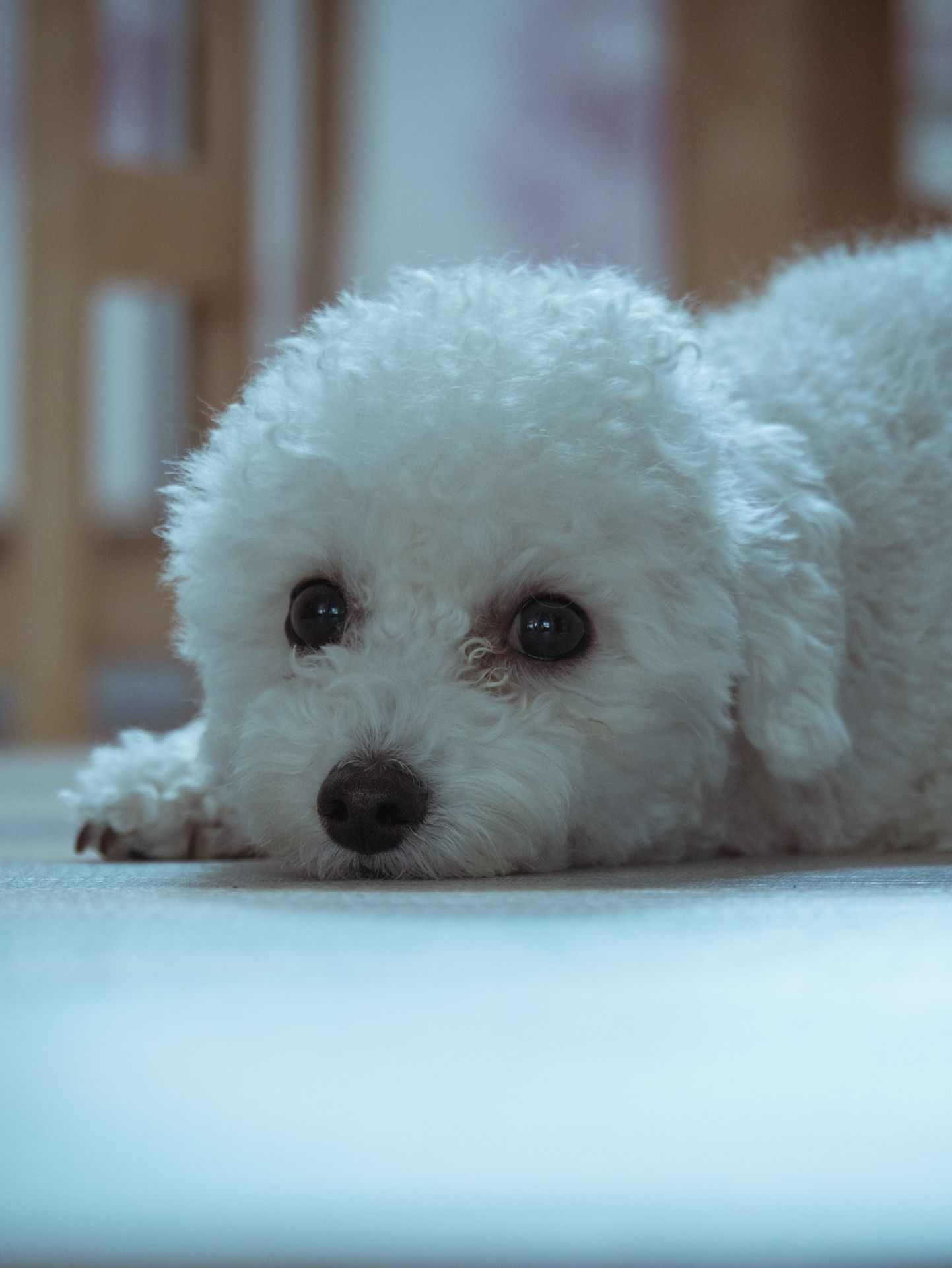 white dog lying on floor